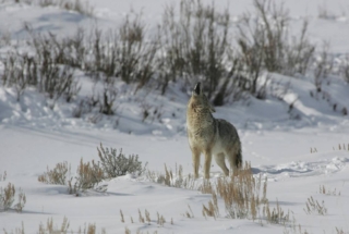 yellowstone-wildlife14_gai