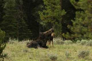 yellowstone-wildlife15_gai