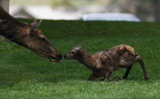 yellowstone-wildlife16_gai