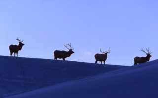 yellowstone-wildlife17_gai