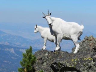 yellowstone-wildlife18_gai