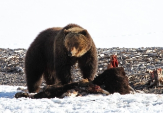 yellowstone-wildlife19_gai