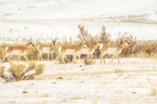 yellowstone-wildlife1_by_Renee-Lund