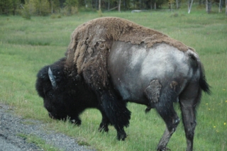 yellowstone-wildlife1_by_Sonbuchner