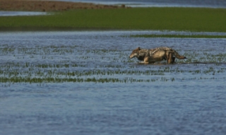 yellowstone-wildlife1_gai