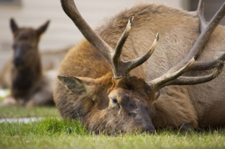 yellowstone-wildlife20_gai