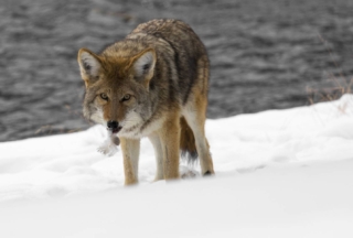 yellowstone-wildlife21_gai