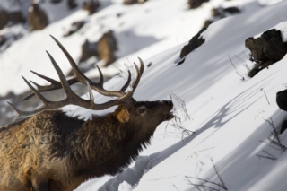 yellowstone-wildlife22_gai