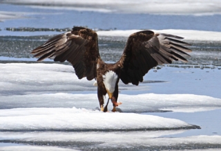 yellowstone-wildlife23_gai