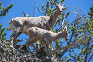 yellowstone-wildlife24_gai