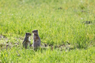 yellowstone-wildlife25_gai