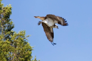 yellowstone-wildlife26_gai