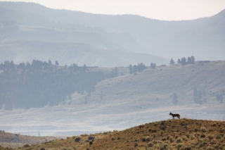 yellowstone-wildlife27_gai