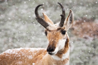 yellowstone-wildlife28_gai
