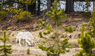 yellowstone-wildlife2_by_Renee-Lund