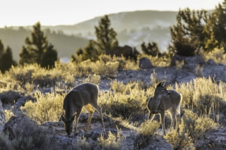yellowstone-wildlife2_gai