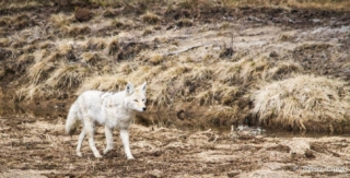 yellowstone-wildlife3_by_Renee-Lund