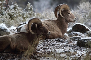 yellowstone-wildlife3_gai