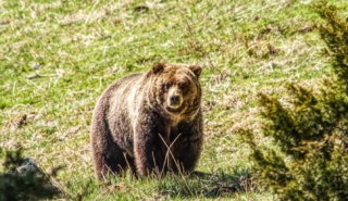yellowstone-wildlife4_by_Renee-Lund