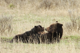 yellowstone-wildlife4_gai