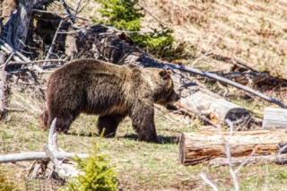 yellowstone-wildlife5_by_Renee-Lund