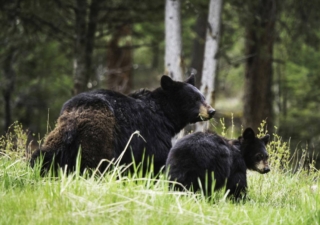 yellowstone-wildlife5_gai