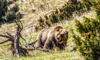 yellowstone-wildlife6_by_Renee-Lund