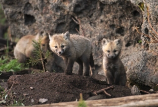 yellowstone-wildlife6_gai