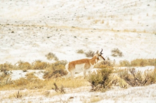 yellowstone-wildlife7_by_Renee-Lund