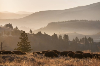 yellowstone-wildlife7_gai