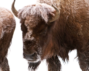 yellowstone-wildlife8_gai