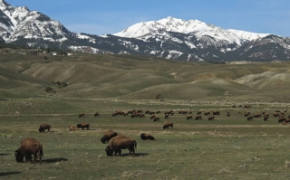 yellowstone-wildlife9_gai